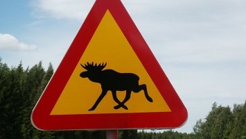 Знак «дикие животные» появится на дорогах Алтая