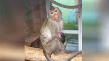 Яванская макака стала мамой в барнаульском зоопарке