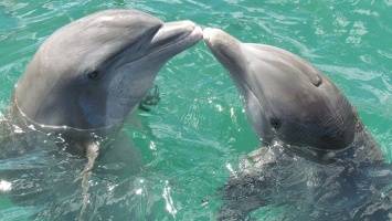 Дельфины в Австралии заскучали по людям и начали приносить им подарки