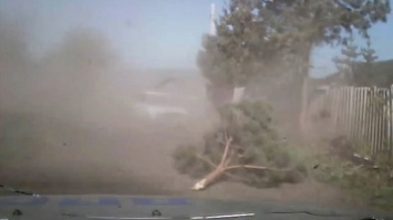 Уходящий от погони водитель снес дерево в кузбасском городе