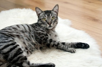 Первая в России кошка заразилась коронавирусом