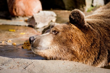 Бурый гедонист: Калининградский зоопарк показал, как купается медведь (видео)