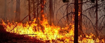 В калужских лесах зафиксирован высокий класс пожарной опасности