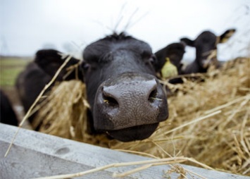 В Амурской области задержали почти тридцать нелегальных коров