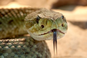 Ядовитая змея укусила собаку в новокузнецком парке