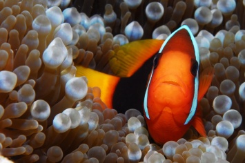 Эксперты раскрыли секрет яркой окраски рыб-клоунов