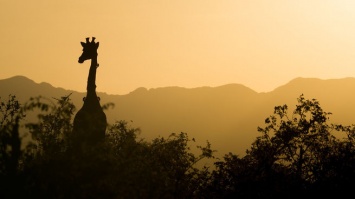 Микроавтобус столкнулся с жирафом в ЮАР