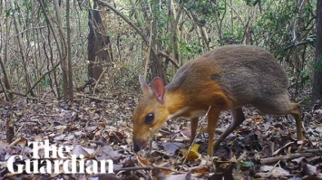 Считавшийся исчезнувшим мышь-олень попал на видео во Вьетнаме