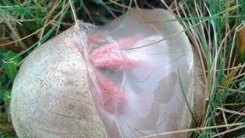 В лесу нашли странное яйцо, в котором просвечивали щупальца