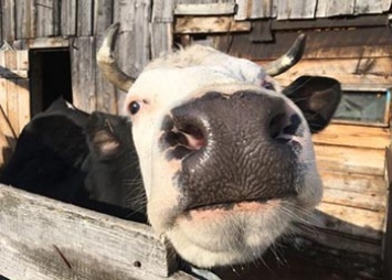 В Ромненском районе у скота обнаружили бешенство