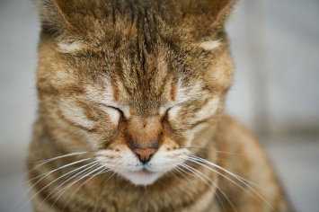 Адвокаты заявили о подмене на суде сбежавшего кота-наркокурьера в Тульской области