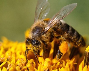 Пчелы становятся агрессивными из-за линий электропередач
