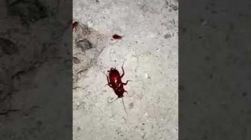 Кузбассовца возмутило полчище тараканов на улице