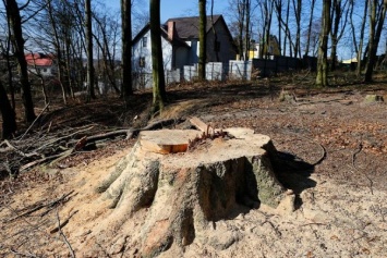 Муниципальные учреждения Калининграда получили порубочные для «реконструкции» 27 деревьев