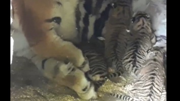 К открытию. Тигрица в зоопарке Барнаула родила четырех котят