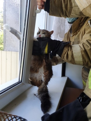 В Новом Осколе спасли застрявшую в оконной раме кошку