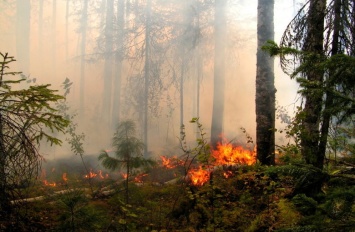 На территории Югры ожидается высокая пожарная опасность