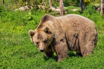 Разъяренный медведь совершил нападение в Кузбассе