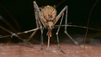 Первый цикл обработки от комаров завершился в Барнауле