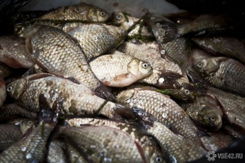 "Рыбный" браконьер из Кузбасса попал под уголовное преследование