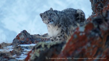 WWF подтвердил присутствие в России минимум 51 снежного барса
