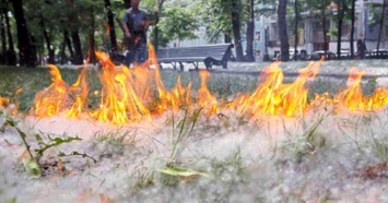 Тагильчан предупредили о пожароопасном периоде из-за тополиного пуха