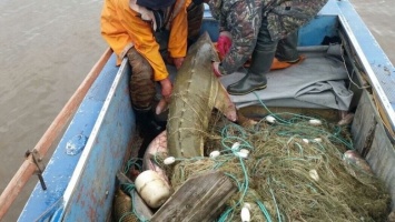 В Югре 12 браконьеров отправились под суд за незаконный вылов рыбы