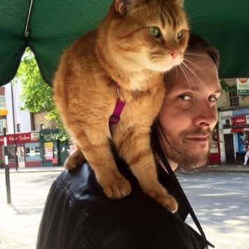 Главный герой книги "Уличный кот по имени Боб" скончался в Британии в возрасте 14 лет