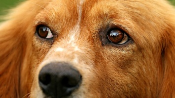 Алтайский живодер убил собаку на глазах племянницы