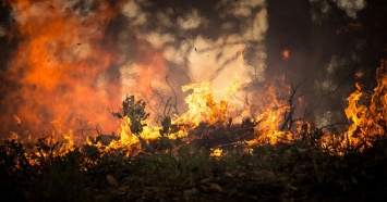 Сгорело почти четыре гектара: в Башкарском лесничестве произошел лесной пожар