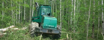 Горожане не дали технике сносить лес на Университетской в Петрозаводске