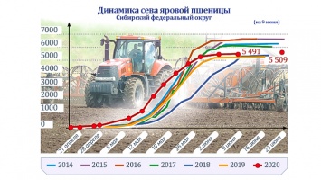 Алтайских сельхозпроизводителей осенью может спасти только засуха в соседнем Казахстане