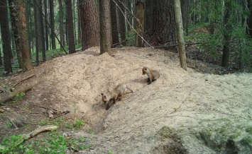 Лисица с семейством заняли нору барсука в национальном парке в Карелии