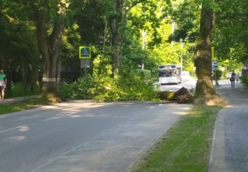 В Отрадном у новой велодорожки рухнуло дерево (фото)
