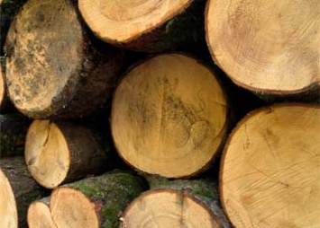 Недобросовестные заготовщики древесины в Приамурье не смогут получать льготы