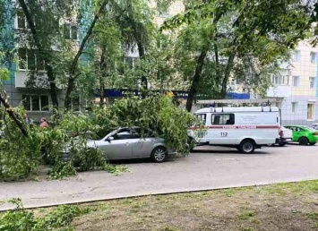 В Белгороде сильный ветер повалил деревья на авто