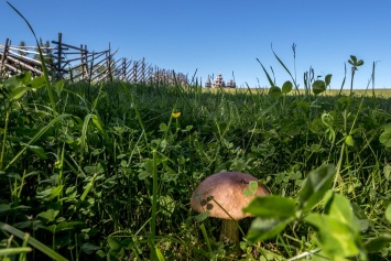 Сезон открыт: пользователи соцсетей делятся фото с первыми карельскими грибами