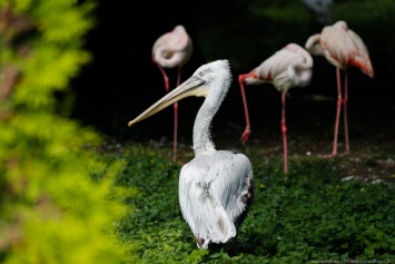 Калининградский зоопарк проведет онлайн-экскурсию о птицах
