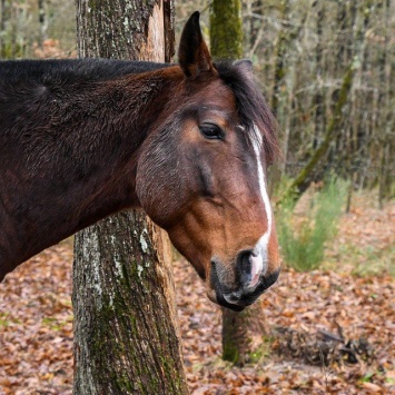 Ульяновец украл лошадь у пенсионера и оставил ее в лесу