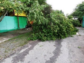 В Белгороде сильный ветер повалил деревья на машины