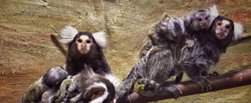 Калужский зоопарк объявил дату своего открытия