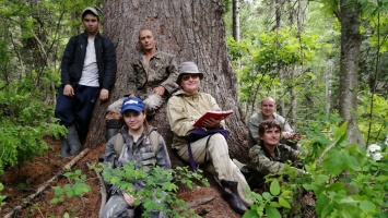 Найдены самые большие деревья Алтайского края