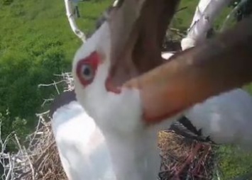 В Приамурье аистенок пытался сломать установленную над гнездом видеокамеру