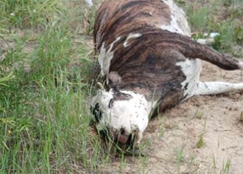 На трассе в Шимановском районе обнаружен труп коровы