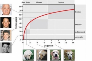 "Один не за семь": ученые разработали формулу определения точного возраста собак