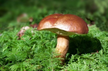 "Очередной миф": доктор Мясников опроверг уникальную пользу грибов