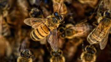 Очередная массовая гибель пчел случилась в Алтайском крае
