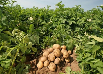 Василий Орлов: «До 80% овощей на рынках региона должны стать амурскими»