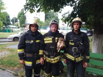 В Губкине пожарные спасли щенка и кошку из вентиляционного канала