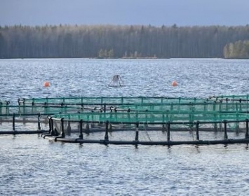 Минсельхоз опроверг данные о 100 пригодных для форелеводства водоемов в Карелии